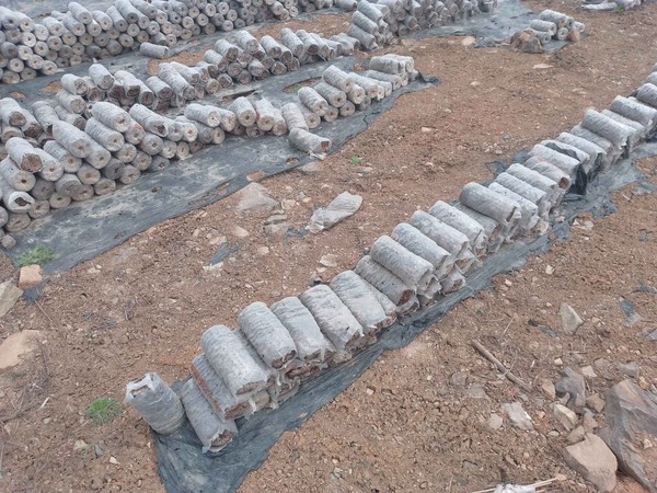 IMG_20240429_064217 IMG_20240429_064217