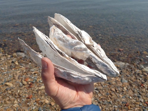 IMG_20240501_055156 IMG_20240501_055156